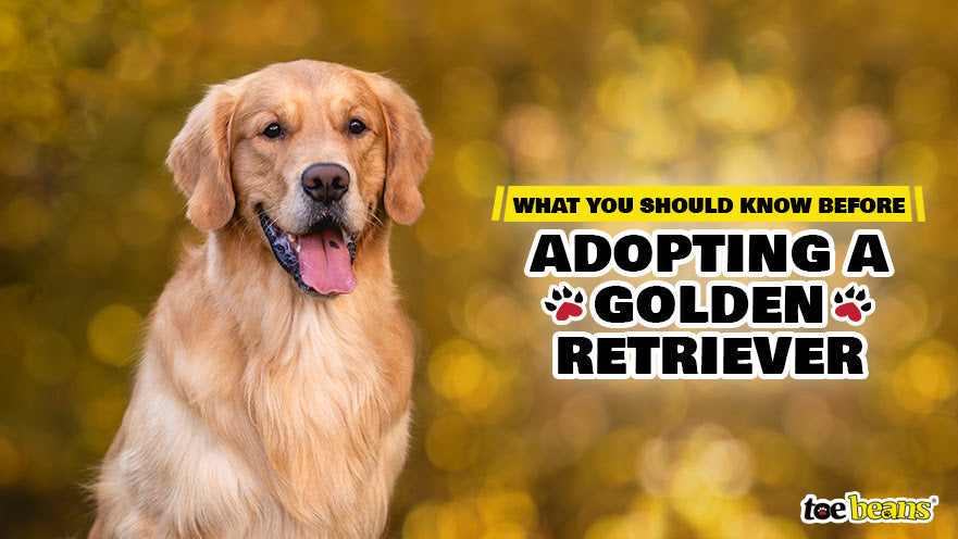What You Should Know Before Adopting a Golden Retriever by toe beans