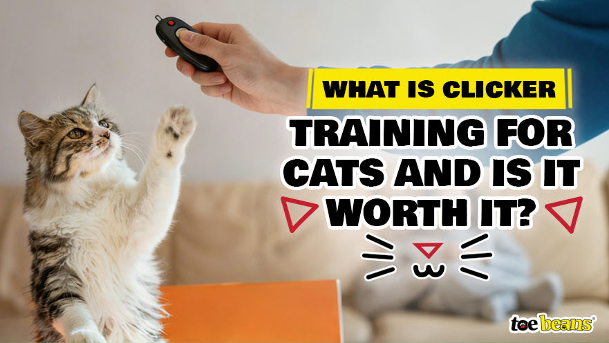 What is Clicker Training for Cats and Is It Worth It?