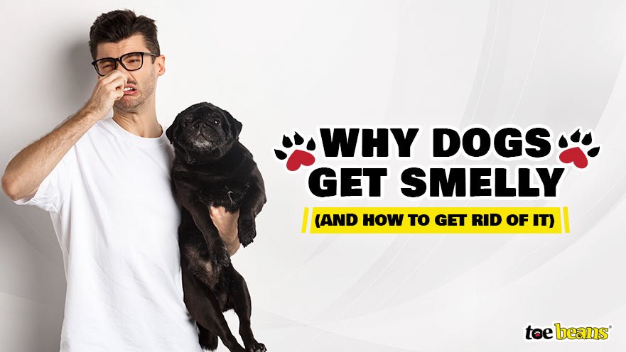 Why Dogs Get Smelly by toe beans