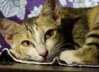 Cat Fasting: How Not Eating Can Quickly Kill Your Cat by toe beans