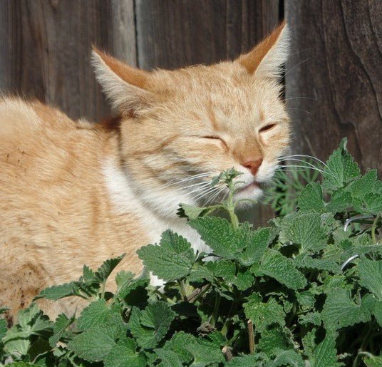 Catnip: 5 Things You Didn't Know by toe beans