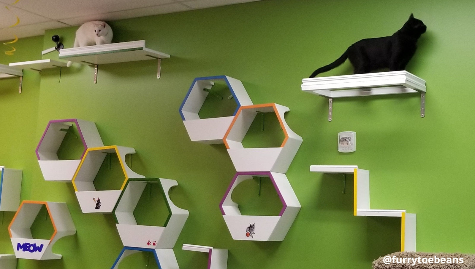 Cat Café: What to Expect On Your First Visit by toe beans