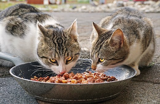 Changing Cat Food: Day by Day Guide to Transition to New Cat Food by toe beans
