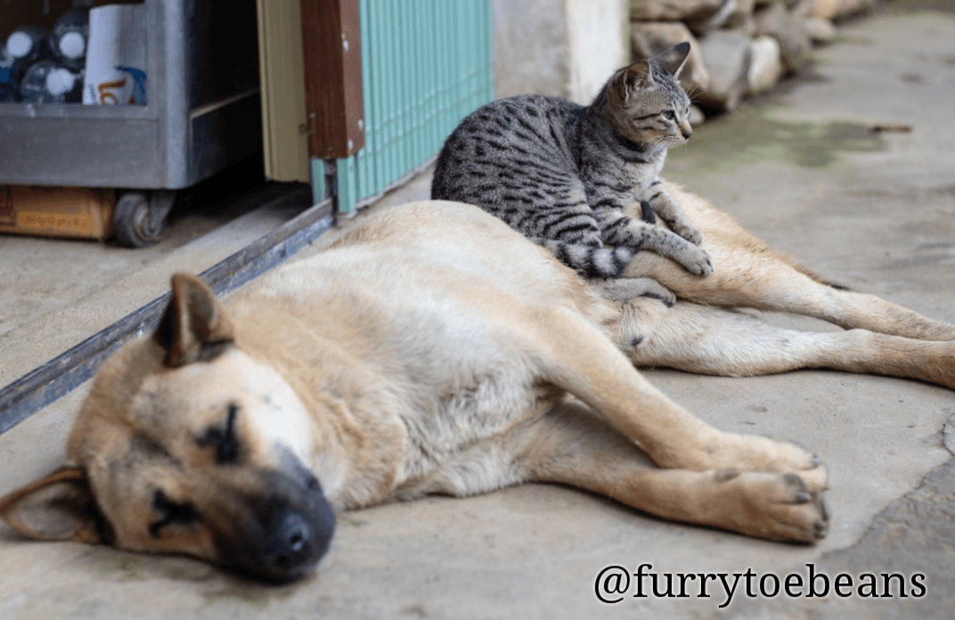 Pet Safety: How to Prepare Your Pets for an Emergency by toe beans