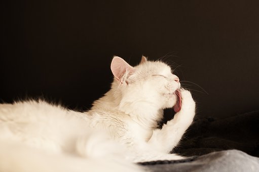 Cat Behavioral Alopecia: What you need to know