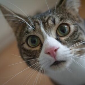 Cats 5 Senses: How Do They Compare To Humans'? by toe beans