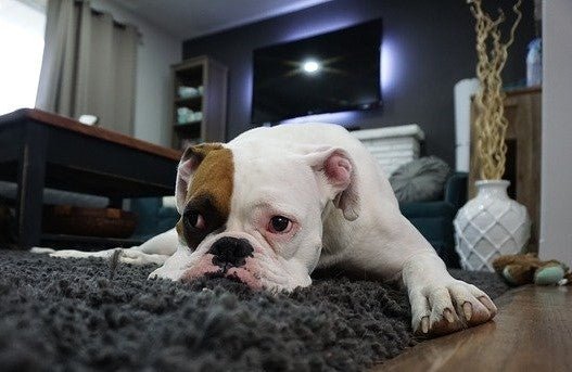 Smoking and Pets: Can Smoking Affect Your Pets?