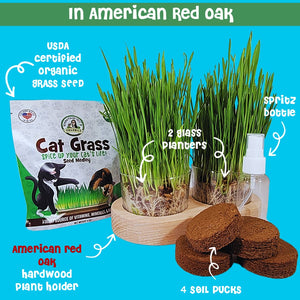 Cat grass American Red Oak planter plus