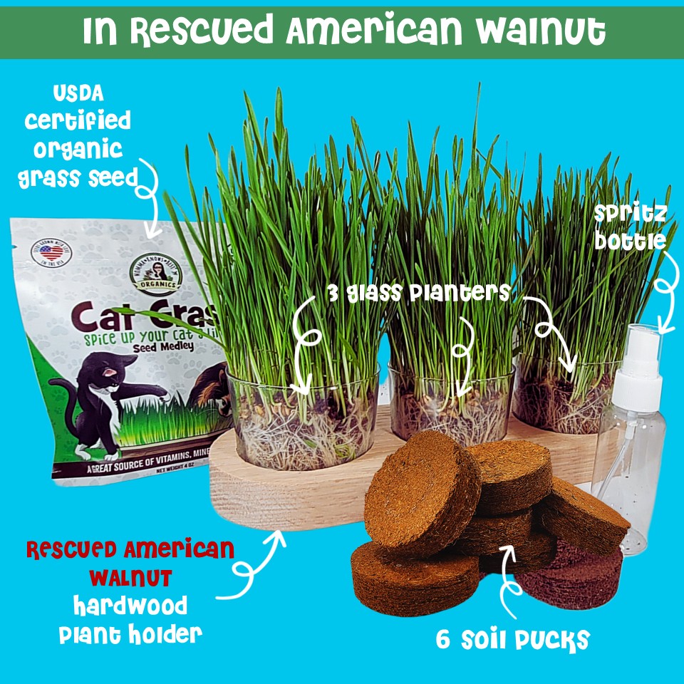 Cat grass American walnut planter ultimate kit