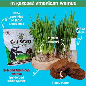 Cat grass American Walnut planter plus