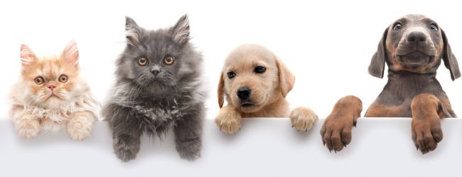 Top half of two cats and two dogs hanging on white wall