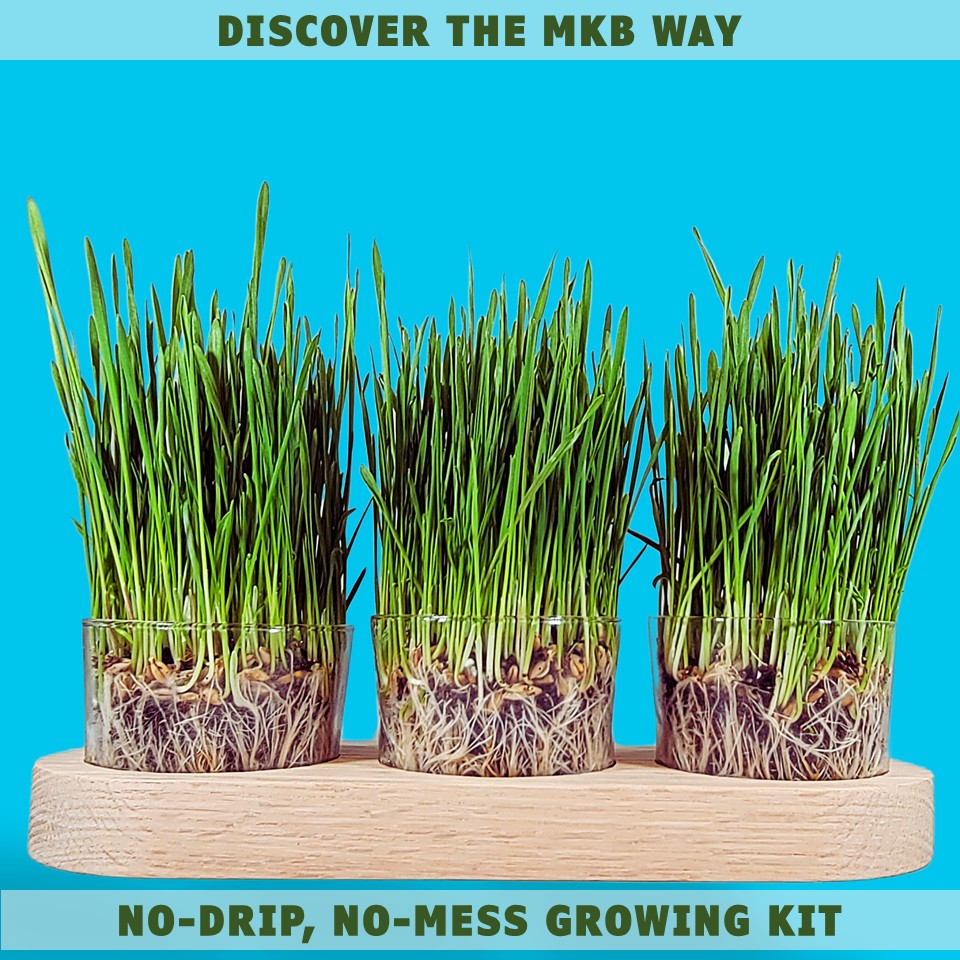 cat grass growing container by momma knows best
