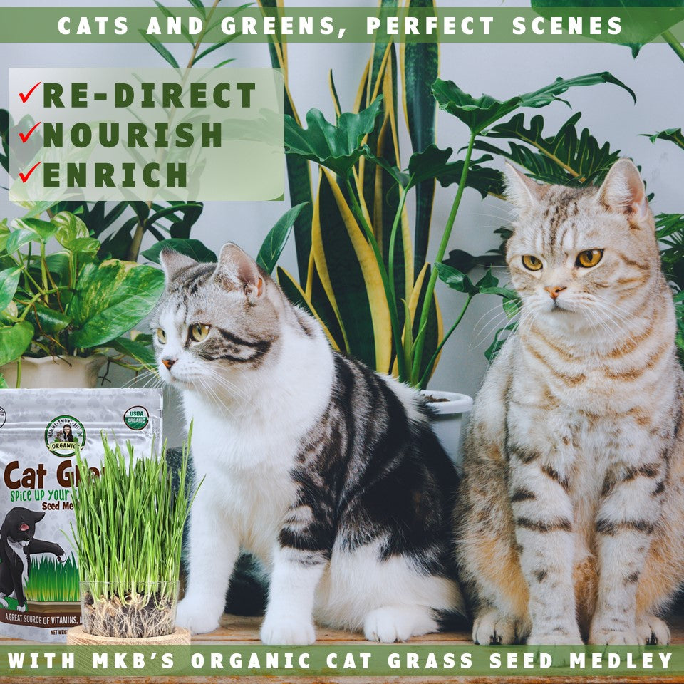 Cats and cat grass by Momma Knows Best Organics
