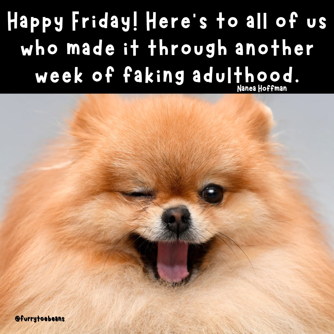 instagram dog meme by toe beans